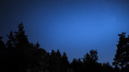 Wall Mural - timelapse of beautiful night starry sky moving above dark silhouettes of trees, background in 4k uhd