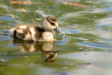 Close Up Of An Egyptian Goose Gosling (alopochen Aegyptiaca) Swimming In The Water