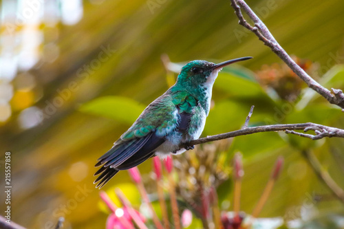 Plakat Hummingbird ptak od zwrotnika lasu w Brazylia