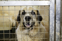 Dog In Kennel