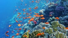 Underwater World Of The Red Sea, Corals, Goldfish And Other Fish, Against The Background Of The Sea Depth Near The Coral Reef Gordon, Sharm El Sheikh, Egypt