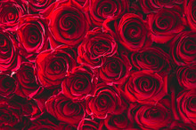 Fresh Dark Red Roses Close Up Texture Background For St. Valentine's Day