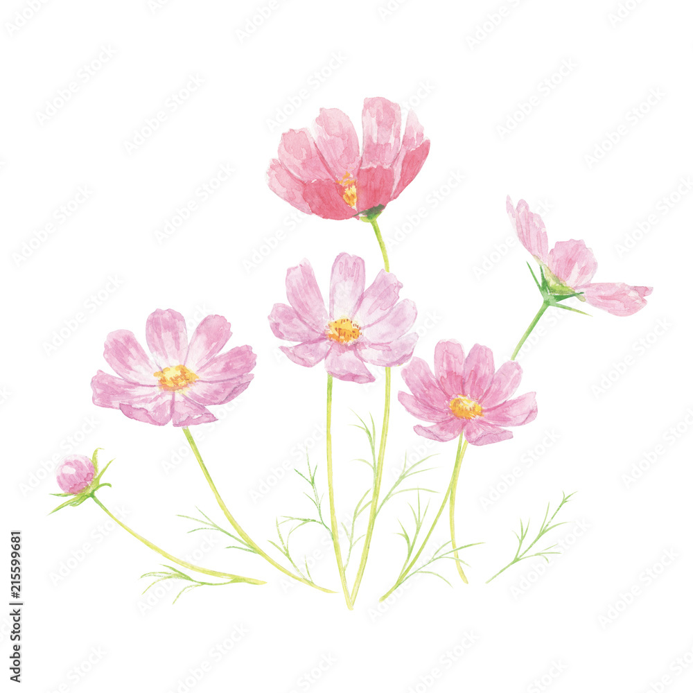 コスモス 水彩 Stock Illustration | Adobe Stock