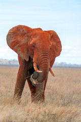 Canvas Print - Elephant in National park of Kenya