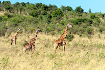 Wall Mural - Giraffe in National park of Kenya