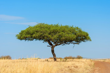 Sticker - Landscape with nobody tree in Africa