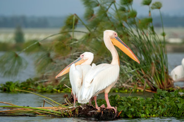 Wall Mural - Great white pelican