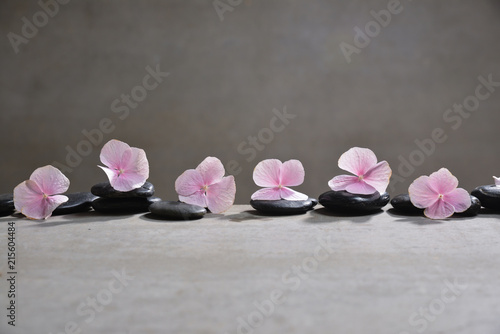 Row of Pink hydrangea petals with black stones on gray background Lerretsbilde