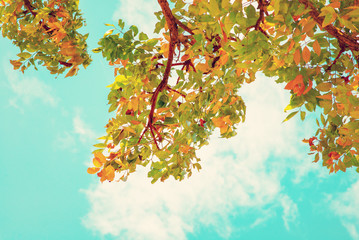 Wall Mural - vintage photo of autumn tree with blue sky. nature background of fall season. vintage colour tone.