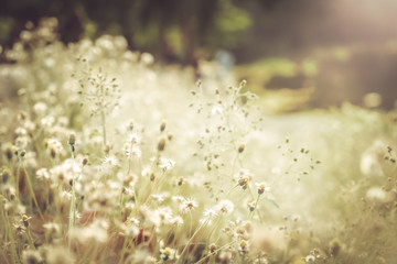 Wall Mural - vintage photo of nature background with wild flowers.