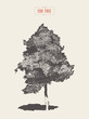 © TheMountBirdStudio - High detail vintage illustration ash tree vector
