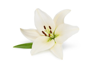 Wall Mural - lily flower