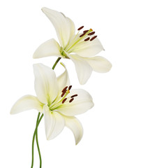 Wall Mural - lily flower