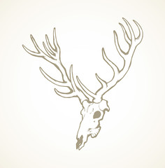 Poster - Skull of deer. Vector drawing