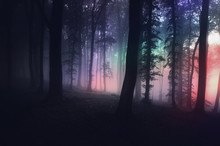 Surreal Forest With Strange Light At Night