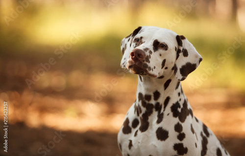 Zdjęcie XXL pies rasy Dalmacji na spacer piękny portret