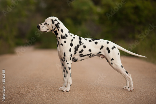 Zdjęcie XXL pies rasy Dalmacji na spacer piękny portret
