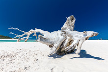 White Driftwood Tree On The Whitehaven Beach With White Sand In The Whitsunday Islands, Queensland, Australia