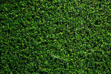 Green Vine Wall Texture. Tropical Background.