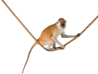 Wall Mural - Monkey Sitting On Rope - Isolated