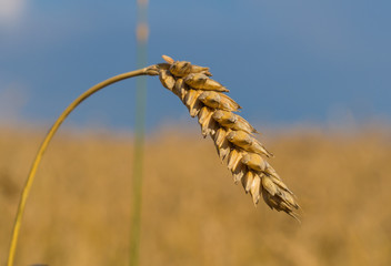 Macro shot of wheat spike on the wheat field under blue sky