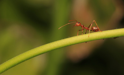 Wall Mural - Ants are signaling fear to the enemy if they are near may hurt.	