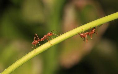 Canvas Print - Ants are signaling fear to the enemy if they are near may hurt.	