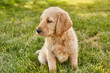 © Nicholas J. Klein - Cute Puppy Labradoodle