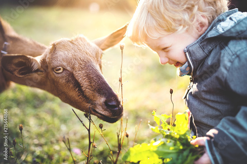 Fotografía A little toddler boy feeding a goat outdoors on a meadow at sunset