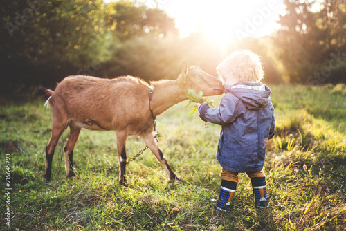 Fotografía A little toddler boy feeding a goat outdoors on a meadow at sunset