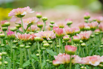 Wall Mural - Pink Chrysanthemum flowers in plantation