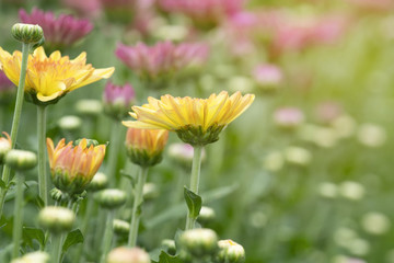 Wall Mural - Chrysanthemum flowers in plantation