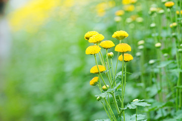 Wall Mural - Yellow Chrysanthemum flowers in plantation