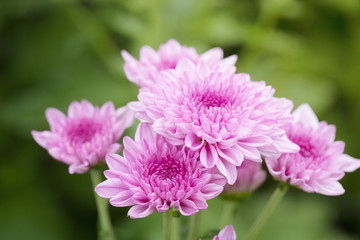 Wall Mural - Pink Chrysanthemum flowers in plantation