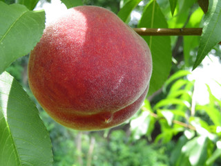 Ripe peach fruit growing on a branch, close-up. Sunny peach orchard in summer