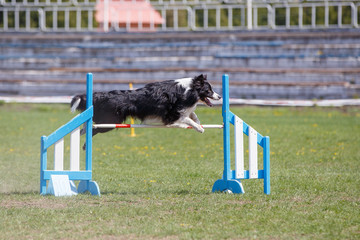 Border collie jumping over hurdle in agility competition