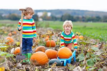 two little kids boys picking pumpkins on halloween or thanksgiving pumpkin patch