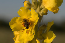 Wunderschöne Wildbiene Auf Einer Sonnenblume