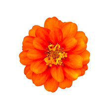 Orange Zinnia. Orange Flower On White Background. Isolated