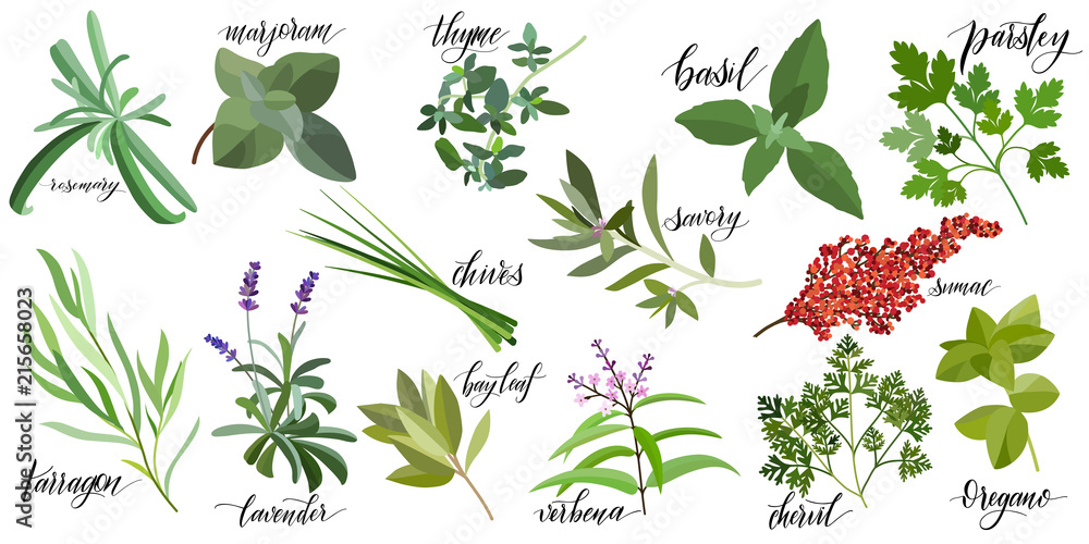 Set of popular culinary herbs with hand written names. Rosemary, majoram, thyme, basil, parsley, chives, savory, sumac, tarragon lavender bay leaf verbena chervil oregano - obrazy, fototapety, plakaty 