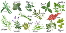 Set Of Popular Culinary Herbs With Hand Written Names. Rosemary, Majoram, Thyme, Basil, Parsley, Chives, Savory, Sumac, Tarragon Lavender Bay Leaf Verbena Chervil Oregano