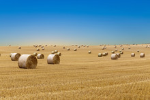 Bale Of Straw After Harvest At The Field