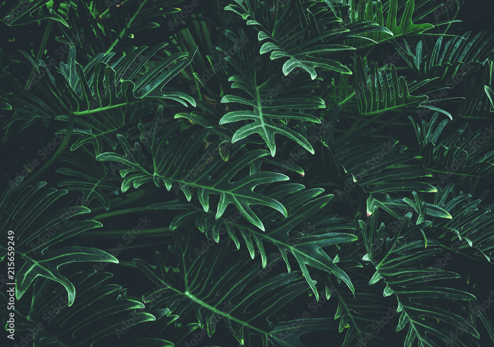 Tropical leaves background,jungle leaf - obrazy, fototapety, plakaty 