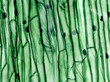 © TatianaZorina - Cells of a plant under a microscope.