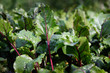 green and burgundy botwinki leaves very good for vegetable soup.