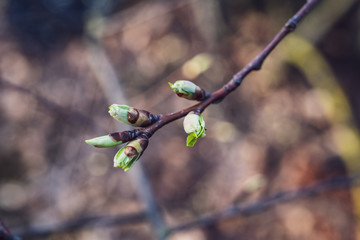 spring blossoms and leaves on birch trees on blur background