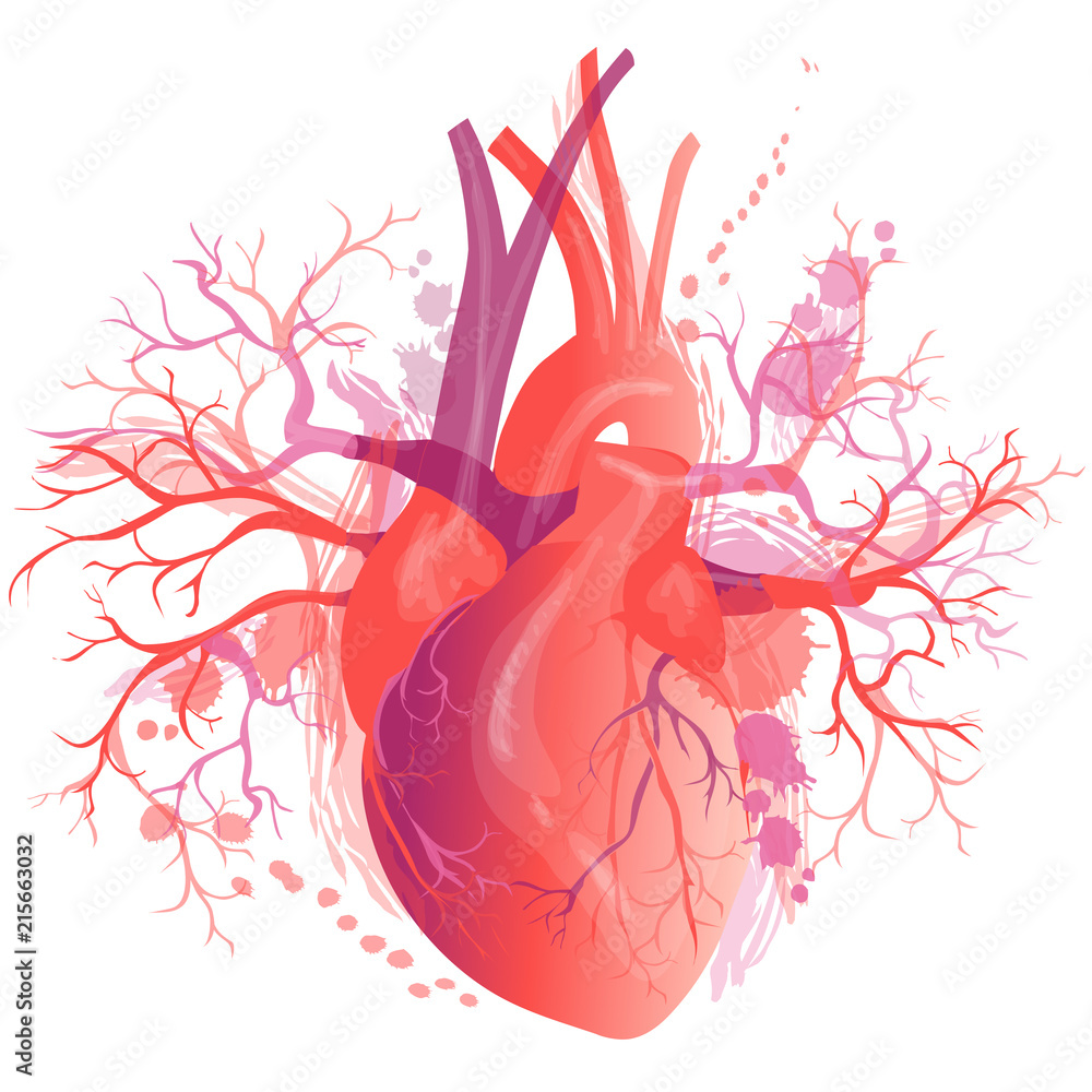 Vector realistic Human heart Stock Vector | Adobe Stock