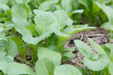 agriculture farmer