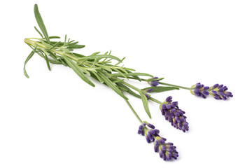 Poster - Lavender flowers