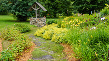 Plant Covered Stone Path Winding Through Perennial Garden In Summer 
